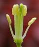  Stamens